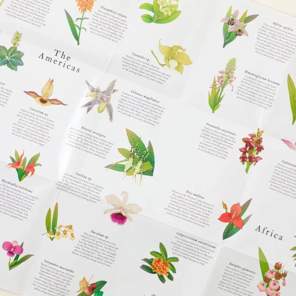 Around The World In 50 Orchids Puzzle 2