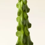 Boobie Cactus Plant 1