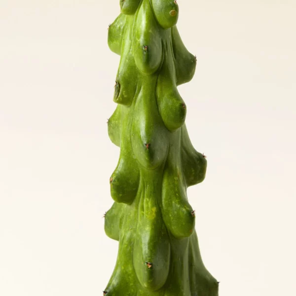 Boobie Cactus Plant 1