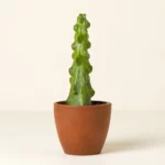 Boobie Cactus Plant
