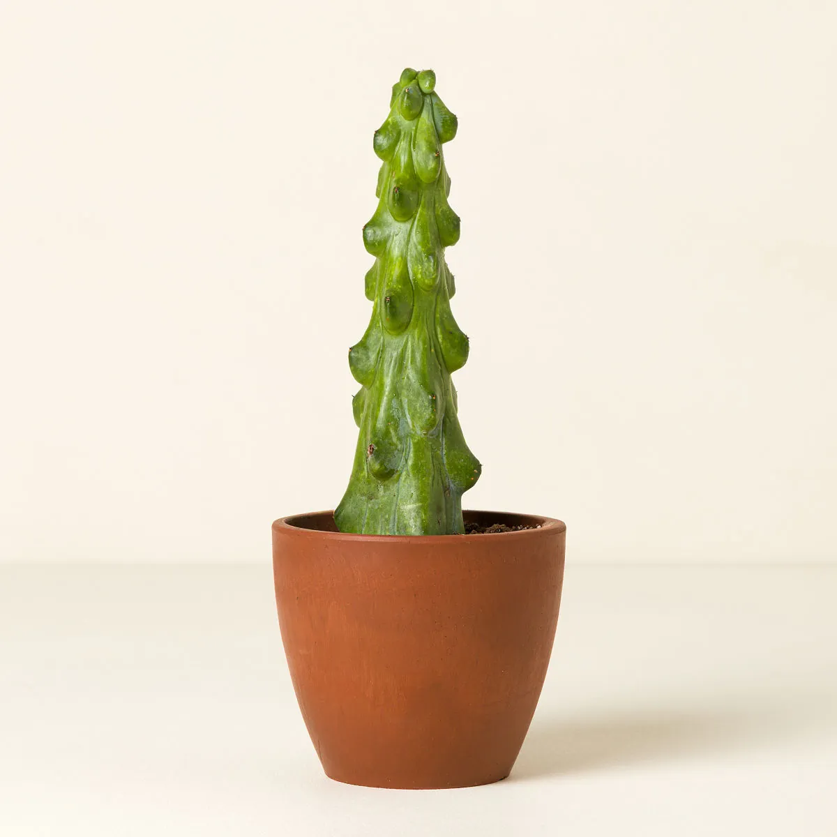 Boobie Cactus Plant Boobie Cactus Plant