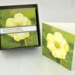 Gift Enclosure Boxed Card Set - Anemone On Green