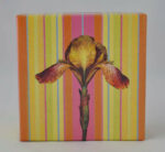 Gift Enclosure Boxed Card Set - Iris 2