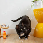 Kiko Catnip Bubbles 1