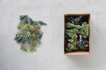 Mini Green Sisal Trees, Boxed Set Of 24 1