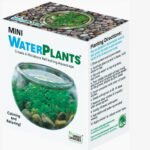 Mini Water Plants Aquatic Terrarium