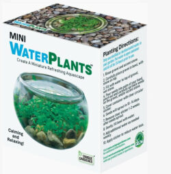 Mini Water Plants Aquatic Terrarium
