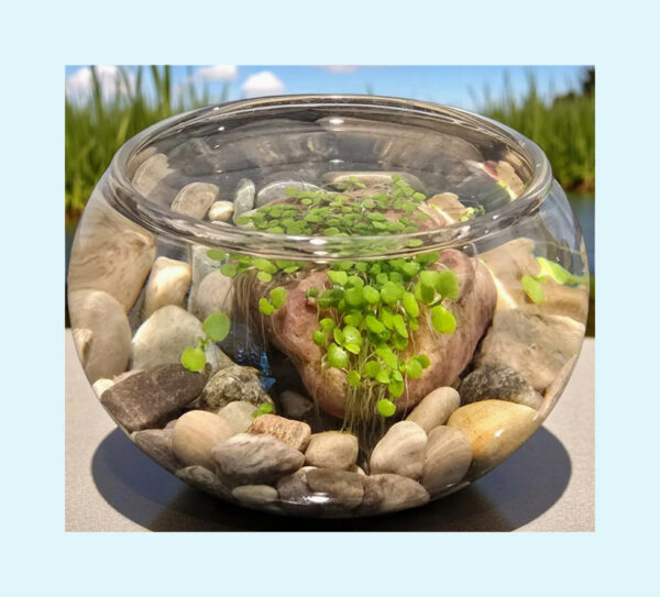 Mini Water Plants Aquatic Terrarium 4