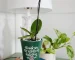 A personalized gardening gift of an orchid in a plant pot. The pot is decorated with a decal that reads &quot;Thank you for helping me bloom.&quot;