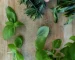 Hands chopping fresh vibrant herbs on wooden board