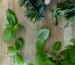 Hands chopping fresh vibrant herbs on wooden board