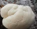 Lion's Mane growing on a log