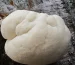 Lion's Mane growing on a log