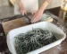 Simple 5 ingredient Homemade Spirulina Pasta