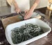 Simple 5 ingredient Homemade Spirulina Pasta